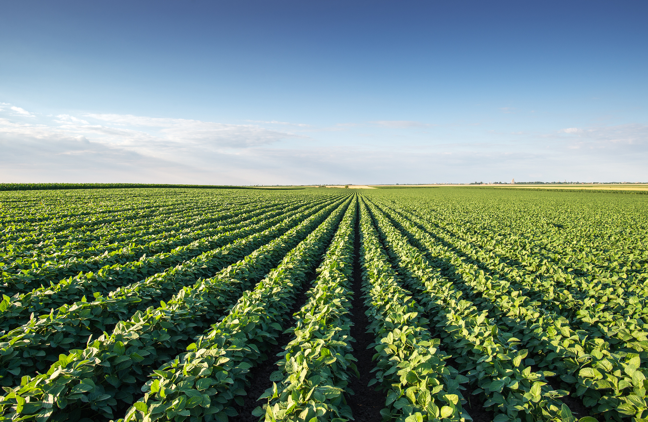 Nova Farms field rows
